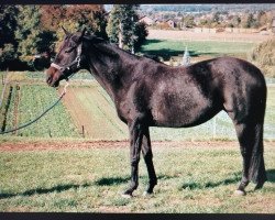 broodmare Louisiana Downs xx (Thoroughbred, 1992, from Ti amo xx)