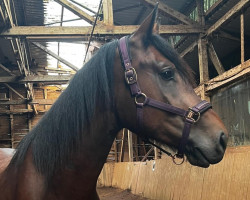 dressage horse Cash v. d. Erbsmatt (Freiberger, 2019, from Canto Von Zaelg CH)