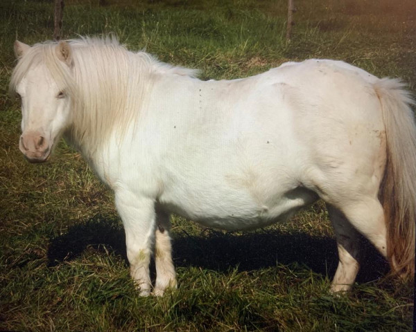 broodmare Glamorous v. Ellernbrook (Shetland pony (under 87 cm),  , from Bacardi Black vom Ellernbrook)