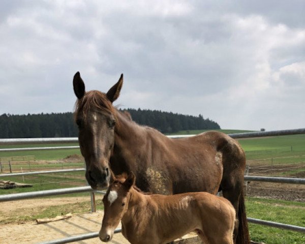 dressage horse Diva Mera ST (Oldenburg, 2019, from DSP Marc Cain)