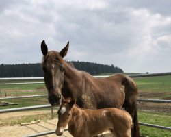 Dressurpferd Diva Mera ST (Oldenburger, 2019, von DSP Marc Cain)