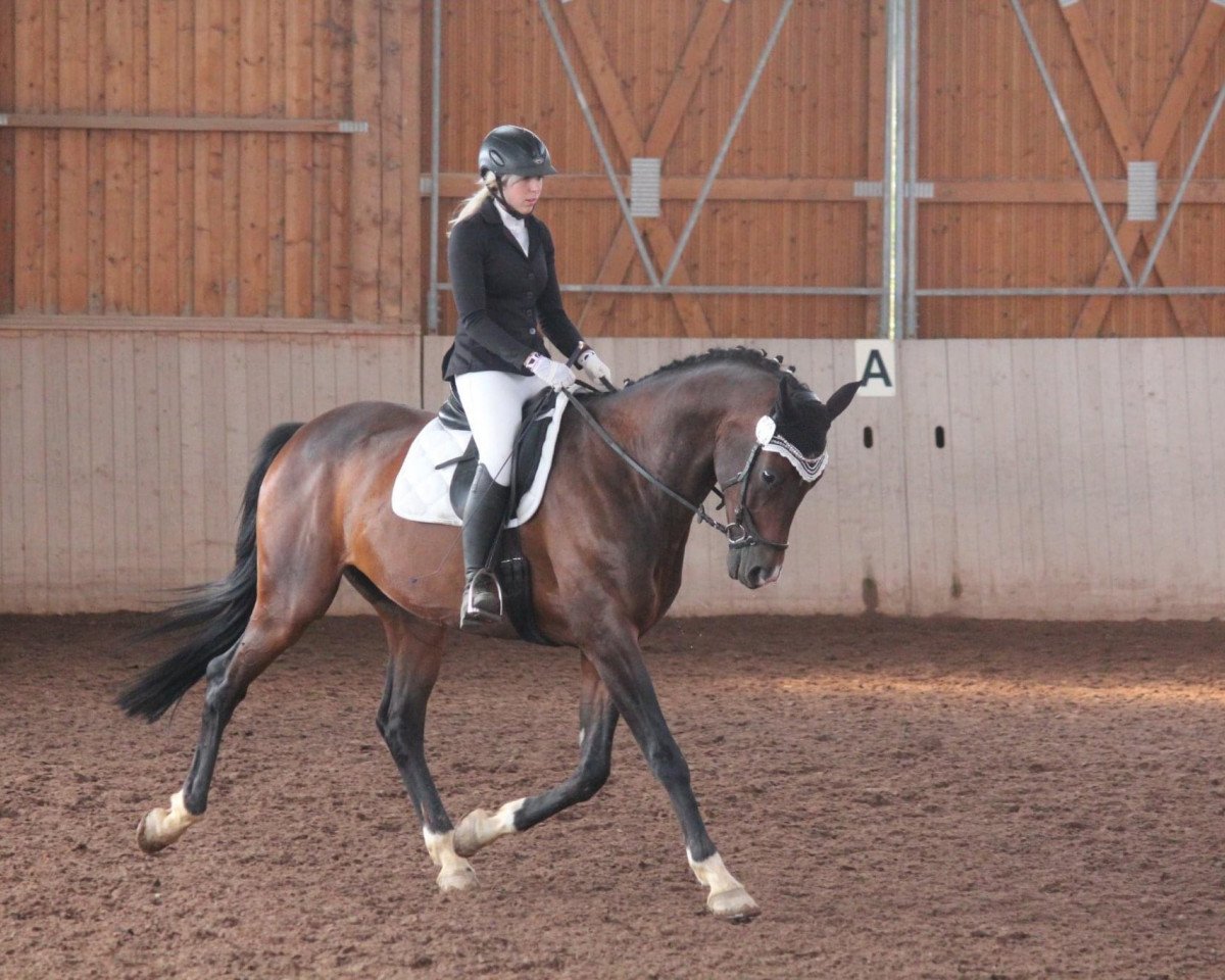 dressage horse Quickstep 48 (Hanoverian, 2011, from Quaterback)