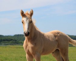 dressage horse RM Rachel (German Riding Pony, 2022, from Dream Date 7)