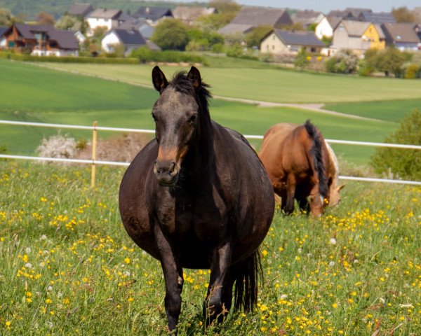 broodmare Molenhorn's Andrea (German Riding Pony, 2003, from Vita Nova's Golden Boris)