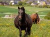 broodmare Molenhorn's Andrea (German Riding Pony, 2003, from Vita Nova's Golden Boris)