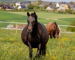 Zuchtstute Molenhorn's Andrea (Deutsches Reitpony, 2003, von Vita Nova's Golden Boris)