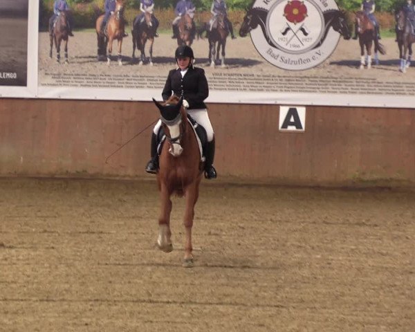 Reitturnier Bad Salzuflen 2023