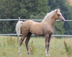 dressage horse RM Golden Eddi (German Riding Pony, 2022, from Gold Edition D)