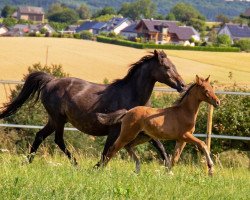 Dressurpferd RM Cookie Royale (Deutsches Reitpony, 2020, von DSP Cosmo Royale)