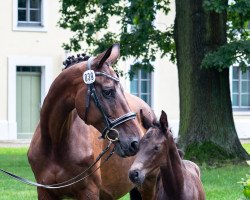 dressage horse Grafenhain (Trakehner, 2021, from Freiherr von Stein)