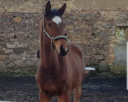 broodmare Mallaba's Cariba (German Sport Horse, 2019, from Casdorff)