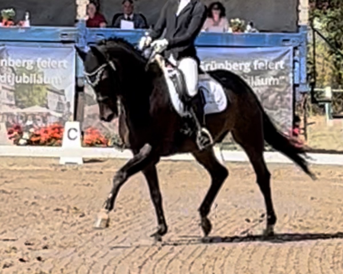 dressage horse San Antonio (Westphalian, 2009, from Show Star)