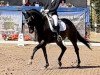 dressage horse San Antonio (Westphalian, 2009, from Show Star)