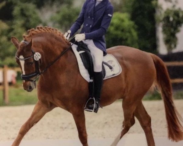 stallion Going Top (German Riding Pony, 1998, from Going East)