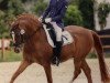 stallion Going Top (German Riding Pony, 1998, from Going East)