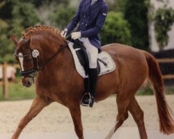 Deckhengst Going Top (Deutsches Reitpony, 1998, von Going East)