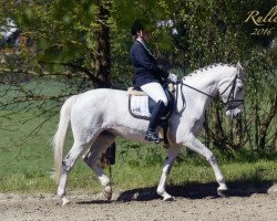 dressage horse Lissgold (Rhinelander, 2006, from Londonderry)