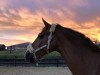 dressage horse Light Sunshine (Westphalian, 2012, from L'espoir)