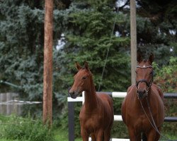 dressage horse Serasvati (German Sport Horse, 2021, from Vaderland OLD)