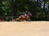 dressage horse Dance Mouse (German Riding Pony, 2005, from Halifax)