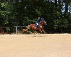 dressage horse Dance Mouse (German Riding Pony, 2005, from Halifax)