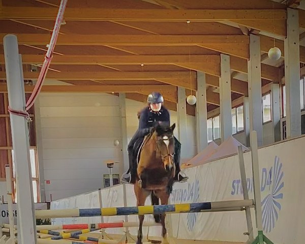 dressage horse Nemo (German Riding Pony, 2017, from New Classico)