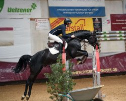 jumper Sma Domintero Z (Zangersheide riding horse, 2017, from Dominator 2000 Z)