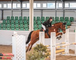 jumper Solution RST (German Sport Horse, 2017, from Shalom D'Altenbach)