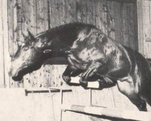 stallion Raphaelo (Westphalian, 1980, from Ramiro Z)
