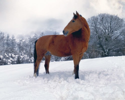 jumper Cleverly (German Sport Horse, 2012, from Contagio)