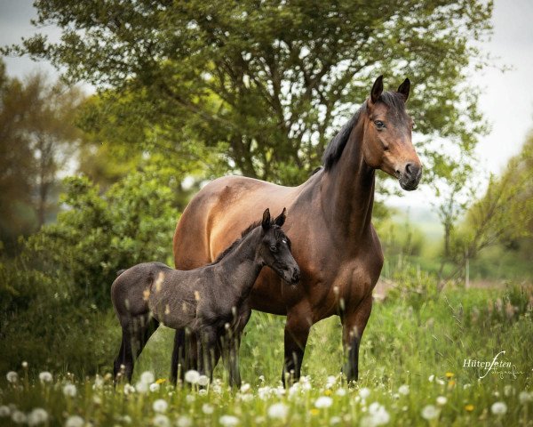 Zuchtstute Romy Royal (Hannoveraner, 2011, von Royal Classic)