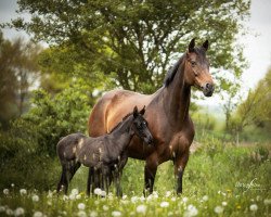 Pferd Romy Royal (Hannoveraner, 2011, von Royal Classic)