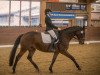 dressage horse Lord Louis 19 (Westphalian, 2010, from Lissaro)