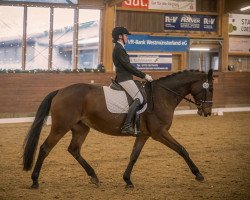 dressage horse Lord Louis 19 (Westphalian, 2010, from Lissaro)