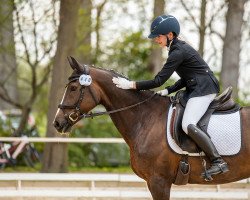 dressage horse Steintänzerin (German Riding Pony, 2014, from Baccarat)