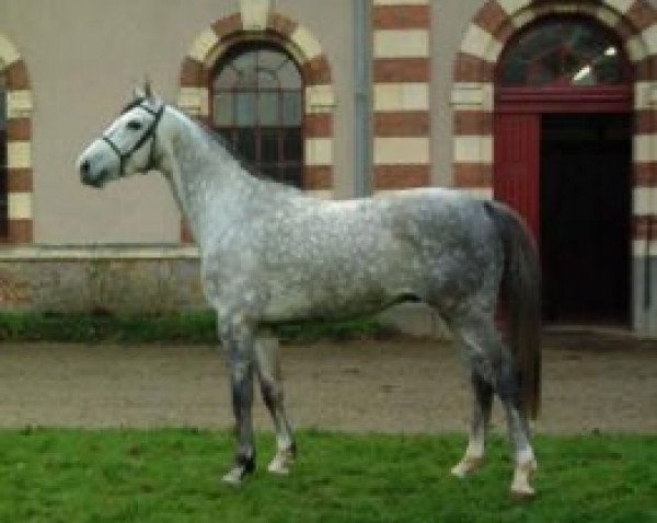 stallion Orphee du Faget (Selle Français, 2002, from Fusain du Defey AA)