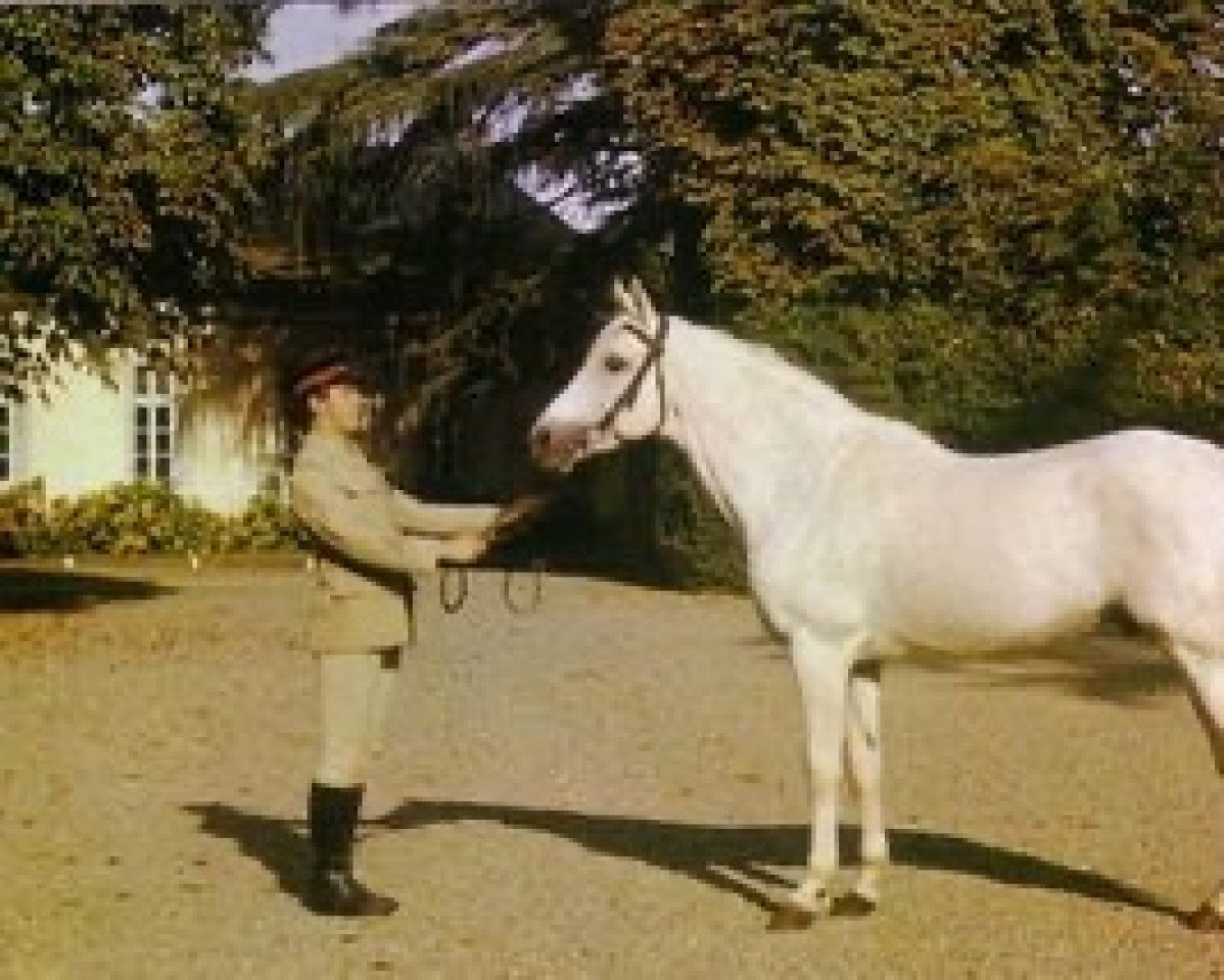 Deckhengst Dunamis AA (Anglo-Araber, 1962, von Samaritain xx)