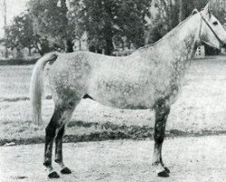 stallion Messis d'Or AA (Anglo-Arabs, 1969, from Dunamis AA)