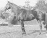 stallion Arpad II AA (Anglo-Arabs, 1972, from Dunamis AA)