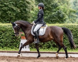 dressage horse Classic's nice Surprise (German Riding Pony, 2010, from Classic Dancer II)