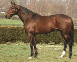 stallion Istan xx (Thoroughbred, 2002, from Gone West xx)