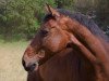 dressage horse Der kleine Doc (Oldenburg, 2009, from Dr Doolittle 45)