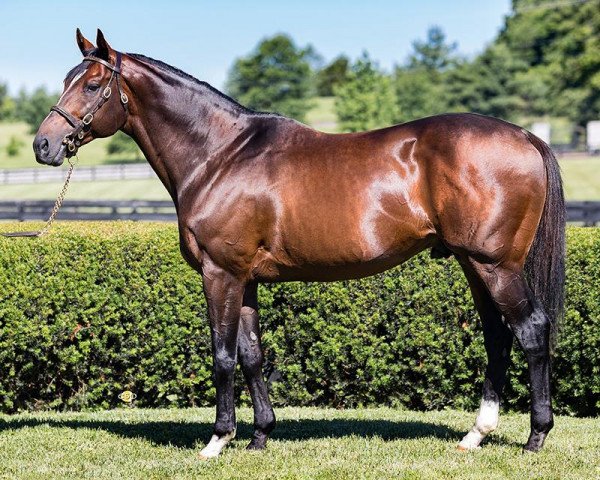 stallion Preservationist xx (Thoroughbred, 2013, from Arch xx)