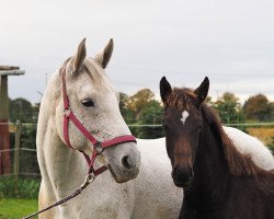 broodmare Canturana (Hanoverian, 2009, from Canturano I)