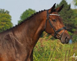 jumper Dschungelperle KS (Oldenburg show jumper, 2017, from Diamant de Quidam - H OLD)