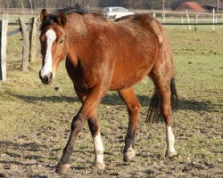 dressage horse Ronja (Rhinelander, 1999, from Rilke)