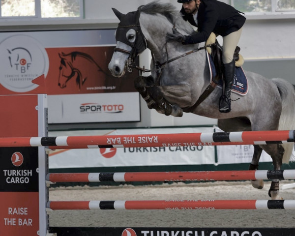 jumper Siec Caruso (Westphalian, 2015, from Cornet Obolensky)