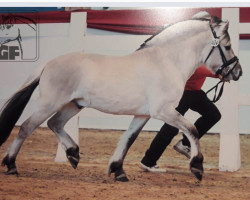 stallion Vjarne (Fjord Horse, 2019, from Viking)