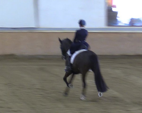 Reitturnier Kottingbrunn 2023