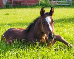 Pferd Chalany KS (Oldenburger Springpferd, 2019, von Contendro I)